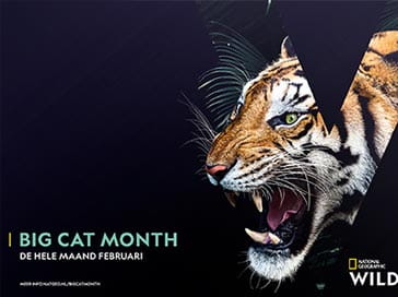 Big Cat Month - februari